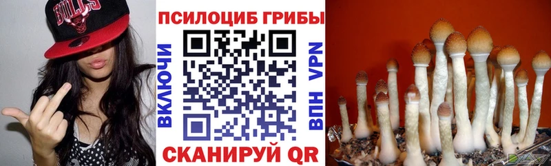 Псилоцибиновые грибы прущие грибы  Высоцк 